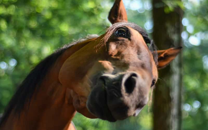 infomed encefalitis equina argentina ramiro heredia