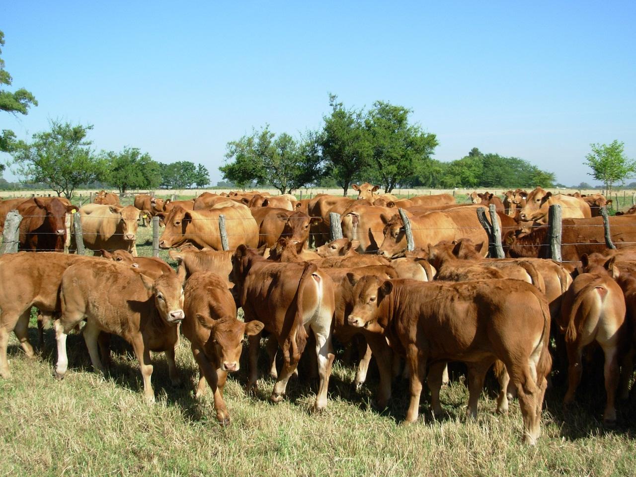 El MDA prorrogó la fecha del control obligatorio de enfermedades de transmisión sexual (ETS) en bovinos