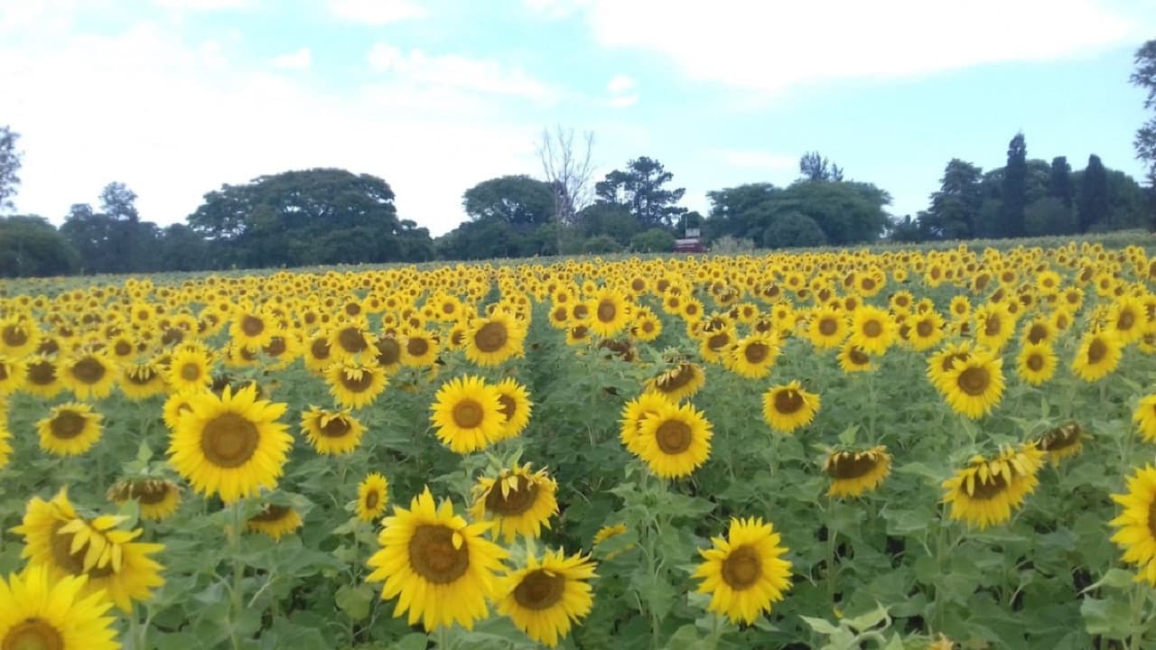 Por la sequía cayó casi 10% el área sembrada con girasol en la zona de Bahía Blanca