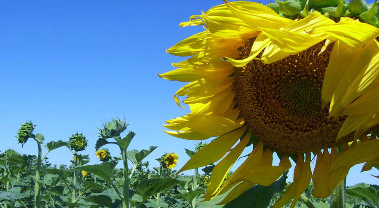 La exportación de aceite de girasol está en niveles máximos en 18 años