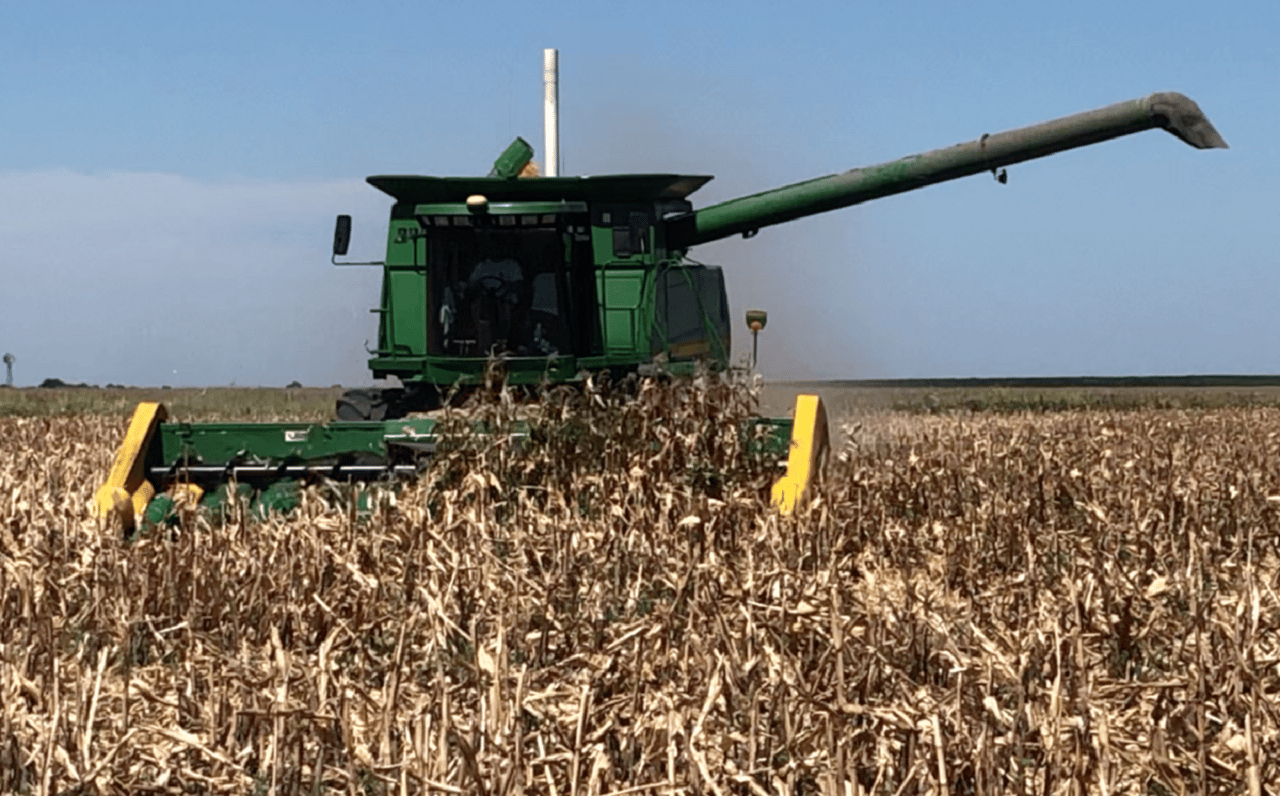 Estiman una producción de más de 5 millones y medio de toneladas de maíz