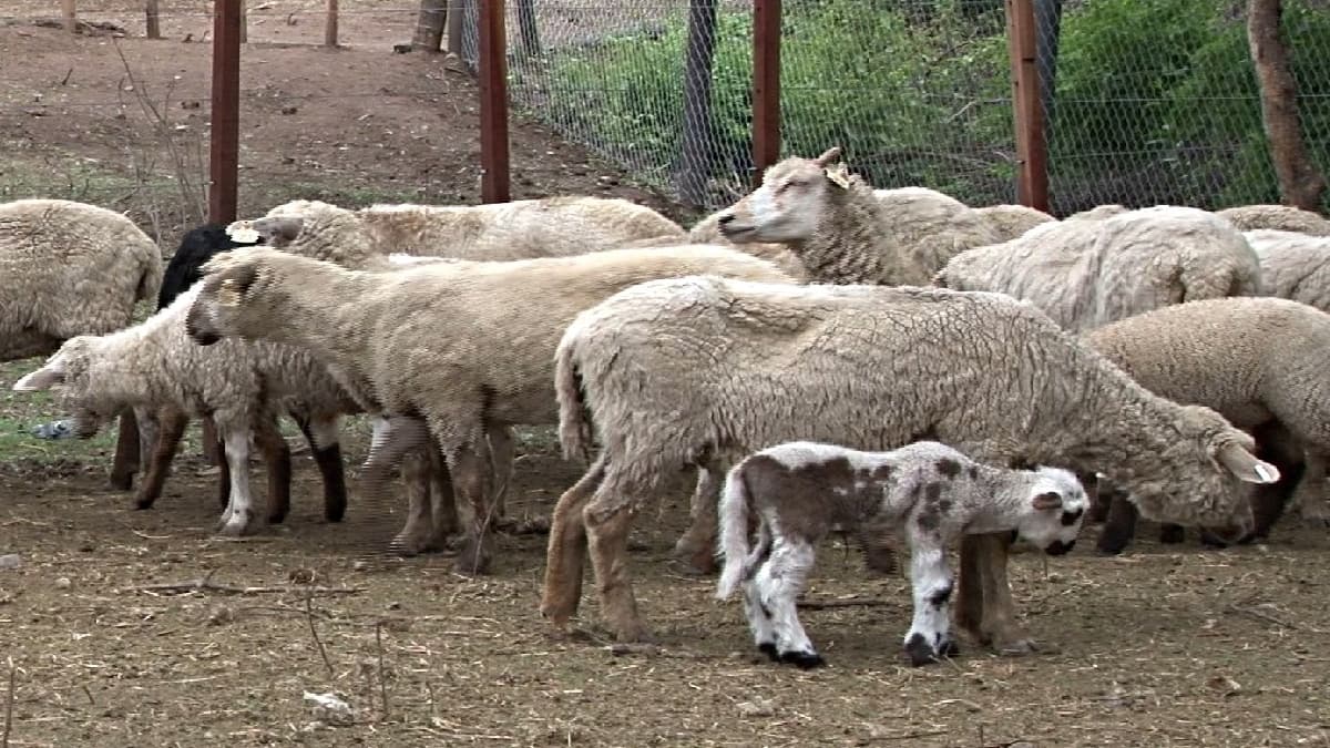 El Ministerio de Agricultura aprobó el Nomenclador de Cortes de Carne Ovina
