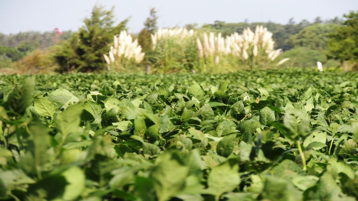 Control de plagas en cultivos de trigo y soja