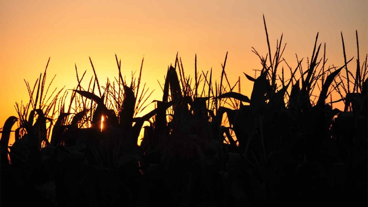 Fungicidas: cómo elegir la opción más eficaz para proteger tus cultivos
