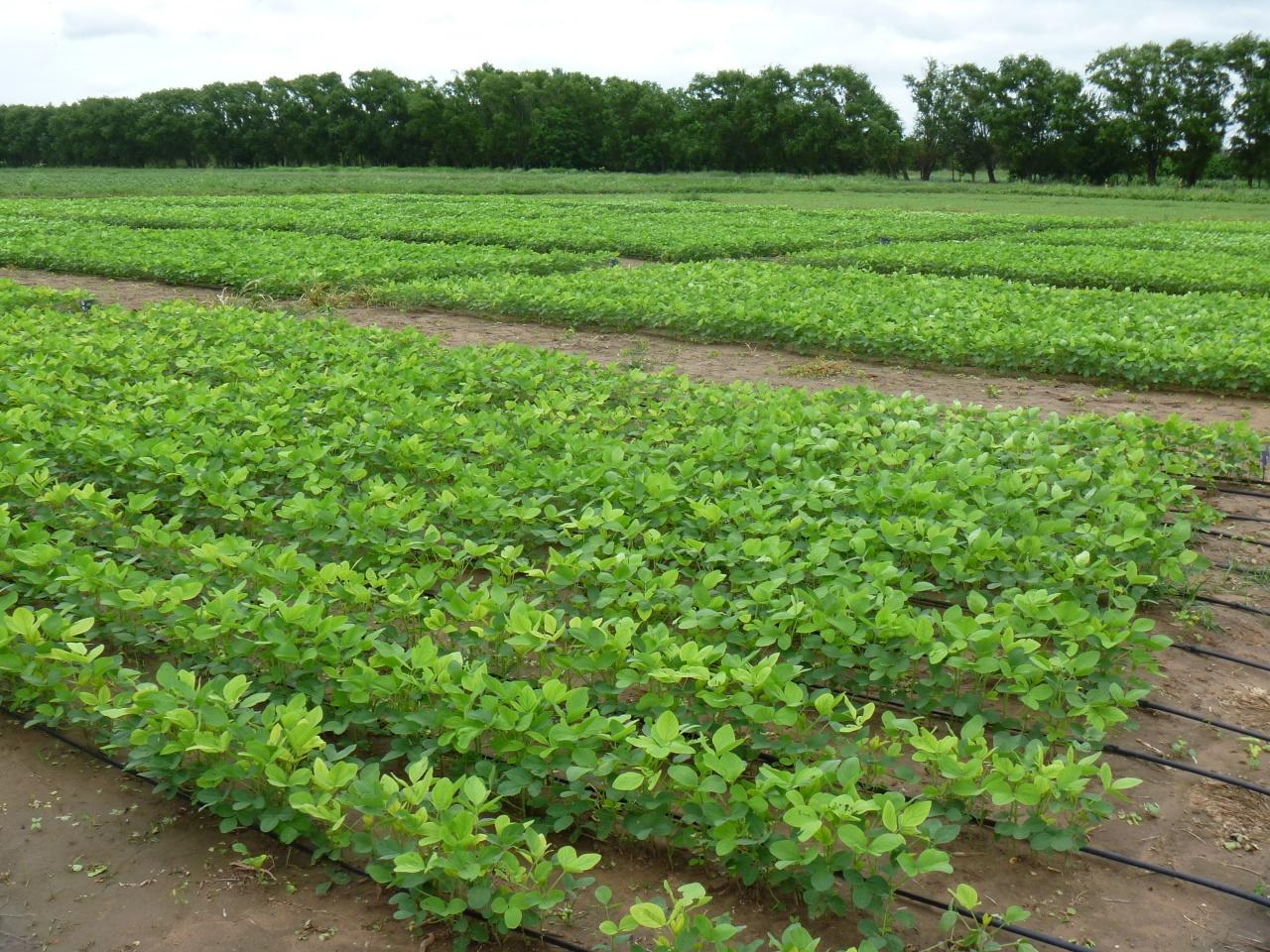 Ley de Emergencia: los topes de retenciones podrían subir 3% más