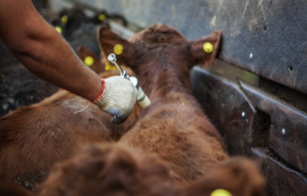 Arranca la segunda campaña anual de vacunación contra la fiebre aftosa