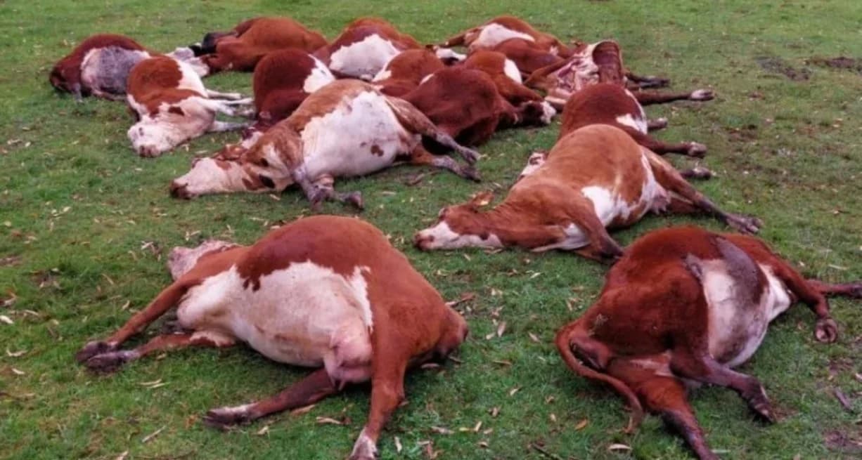 Corrientes: murieron 240 vaquillonas