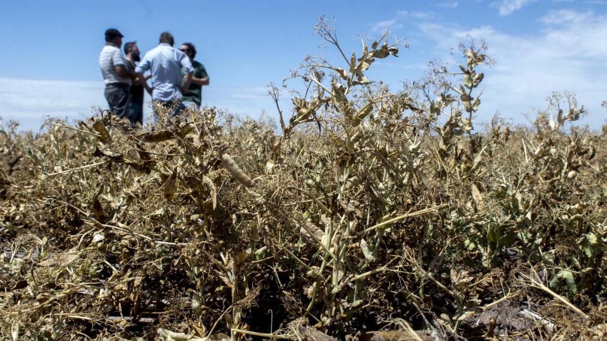 Por la sequía, declararon emergencia agropecuaria en otra provincia del país