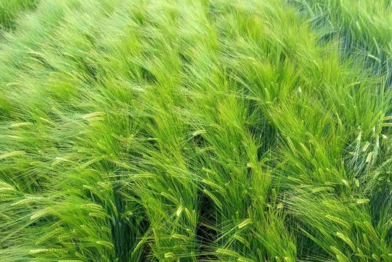 Cómo es la nueva variedad de soja y varios cereales que desarrolló el INTA