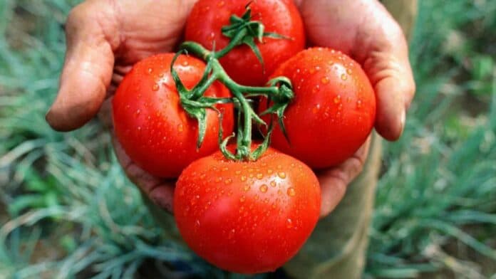 El Senasa declaró alerta fitosanitaria por virus rugoso del tomate