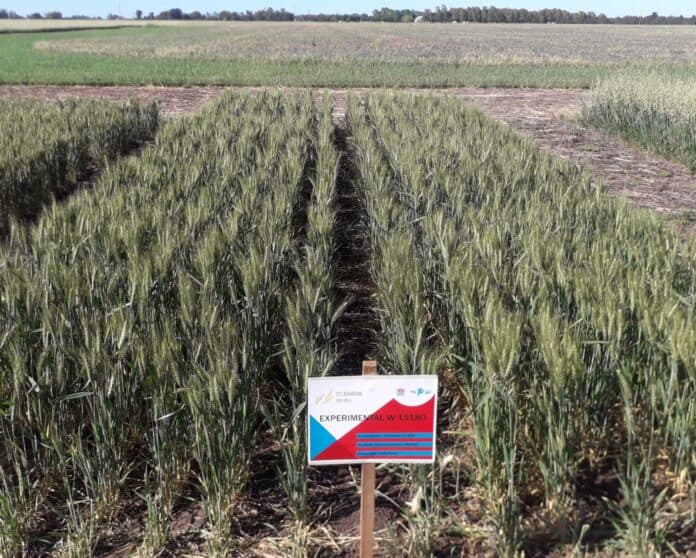 Inscriben una nueva variedad de trigo pan creada en una chacra experimental bonaerense