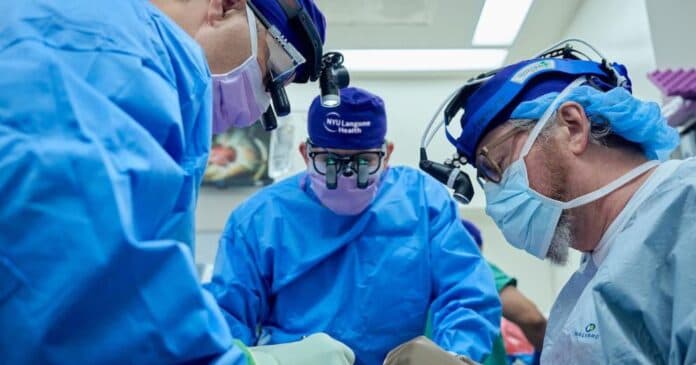 Un riñón de cerdo fue trasplantado a un humano y funciona luego de 32 días