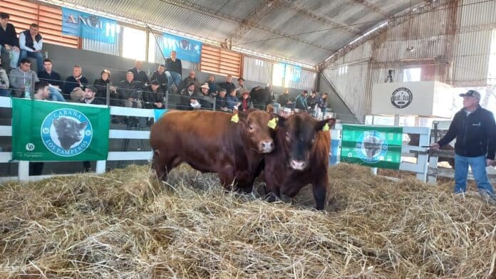 Excepcional venta de los Angus de Cabaña Los Pamperos