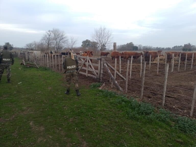 Pérdida millonaria: robaron 60 vacas a un productor de 9 de Julio y dieron con 10 de ellas de una forma insólita