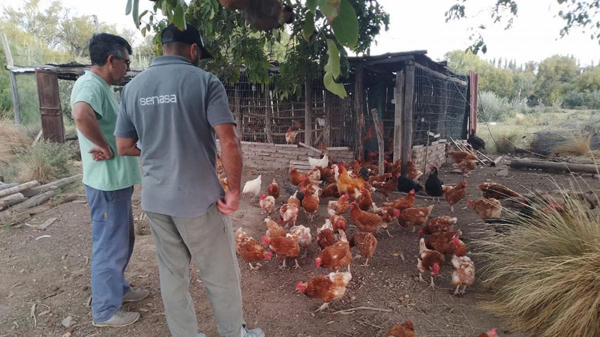 Validaron la declaración de Argentina como país libre de Influenza Aviar