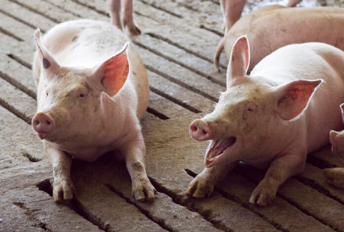 Crecen los casos de triquinosis en la provincia: detectan animales infectados en un criadero de Tres Arroyos