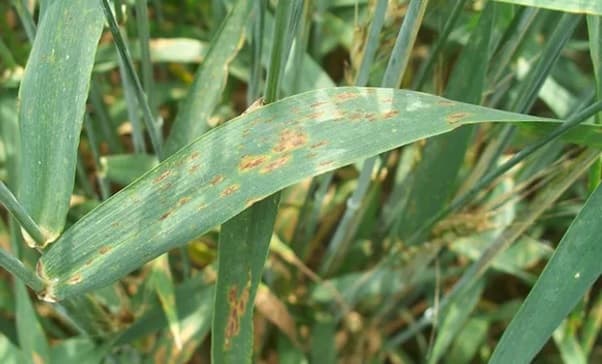 Se reduce el porcentaje de “positividad”de las 3 principales enfermedades de trigo