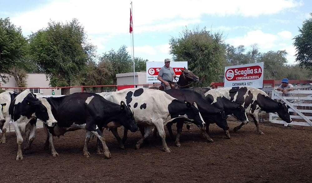 Las señales que indican que el precio de la vaquillona de tambo se estancó: “Está durísimo”