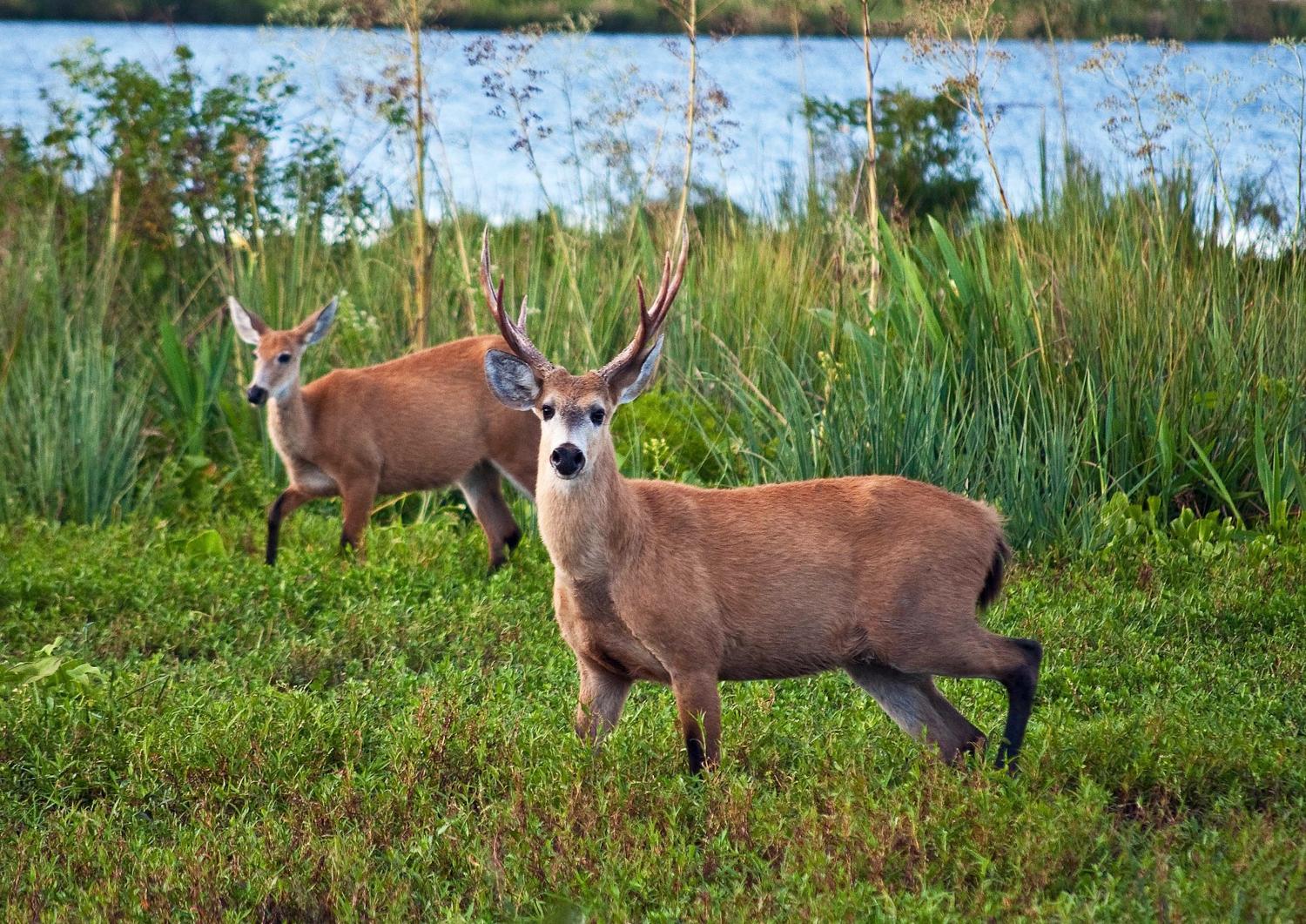 Seis especies de animales bonaerenses con “protección absoluta”