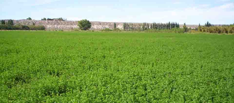 ¿De qué se trata el fertilizante biológico que podría mejorar la productividad de la alfalfa?