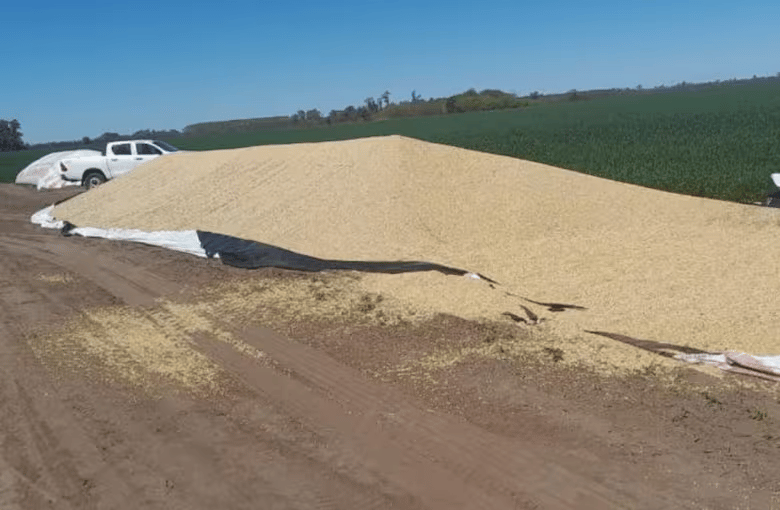 Lamentable: entraron en camión a robar a un campo y se llevaron soja por más de $8 millones