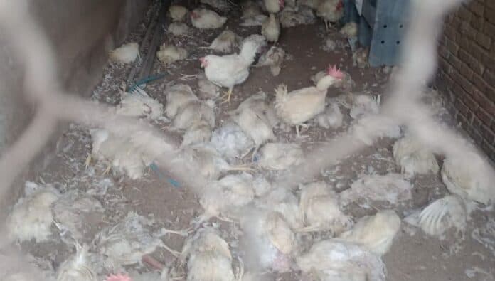 Misterio en Colón: aparecieron 600 gallinas muertas y no saben por qué