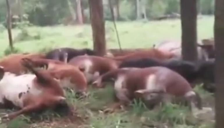 Un rayo mató decenas de vacas en Misiones