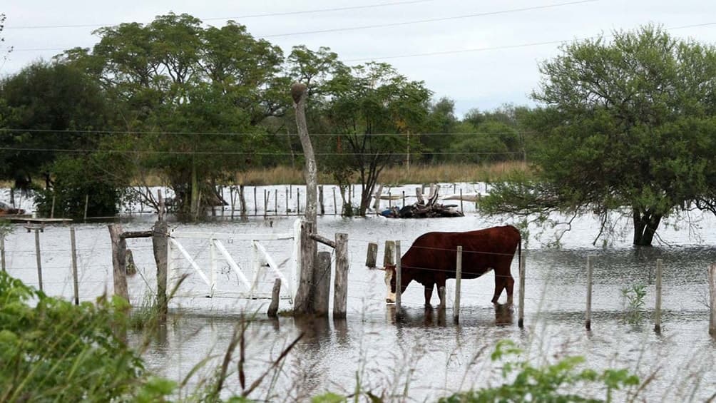 Las lluvias trajeron esperanza a productores de Buenos Aires, Santa Fe y Córdoba