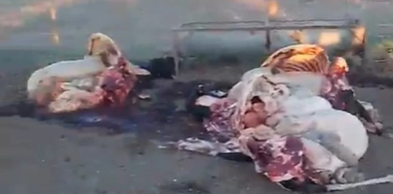 Puso su propio tambo y le carnearon la mitad de las vacas pero va a seguir produciendo