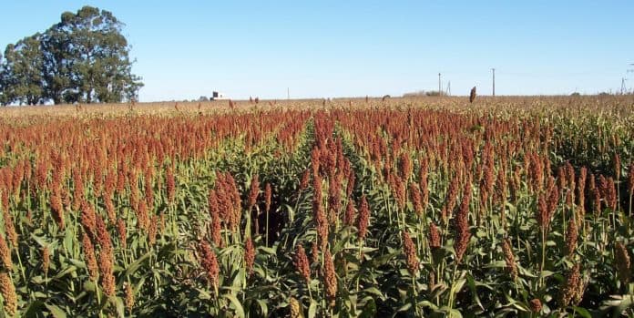 Incluyen al sorgo, la cebada y harinas y aceite de girasol al dólar agro