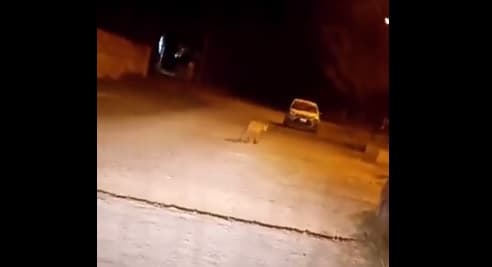 Filman a un puma caminando por las calles de Chivilcoy
