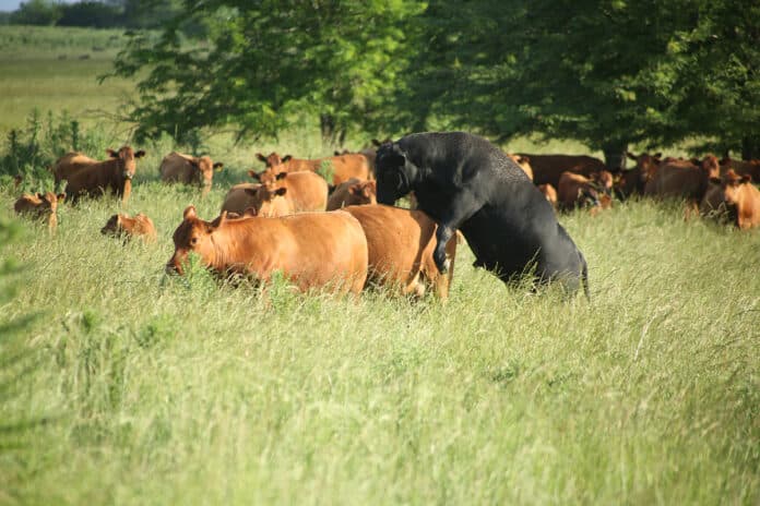 Bovinos: científicos del Conicet descubrieron que la tritrichomonosis también se contagia por vía digestiva