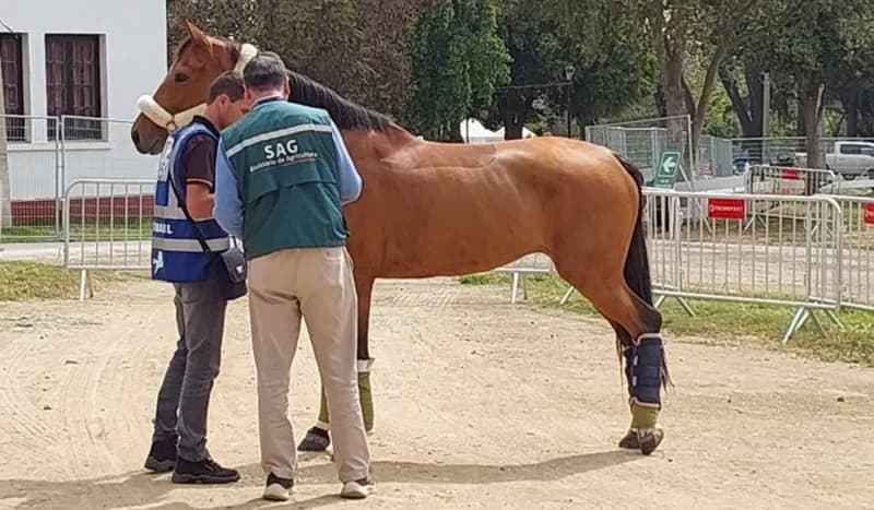Declaran la emergencia sanitaria en todo el país por brote de encefalomielitis equina