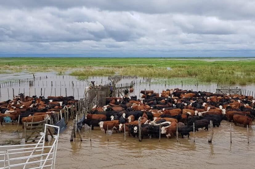 Severas consecuencias por la crecida del río Paraná