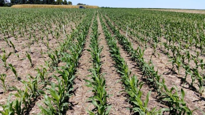 CRA advierte sobre la falta de insumos en plena siembra de soja y maíz