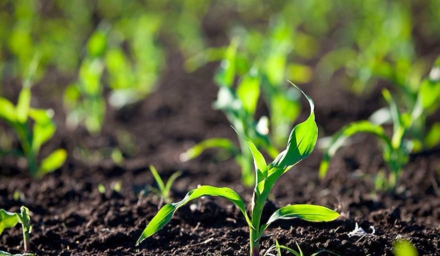 Aseguran que las últimas lluvias permitieron mejoras en los cultivos de verano