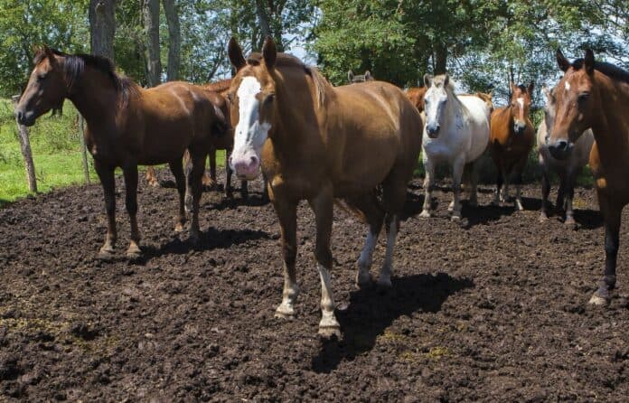 Encefalomielitis equina: ya son 98 los brotes confirmados en la provincia de Buenos Aires