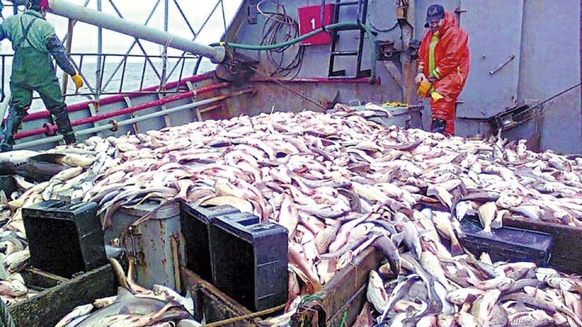 Atención pescadores: todo lo que tenés que saber sobre la pesca de merluza