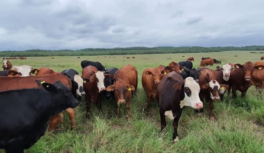 La cadena de valor bovina podría aumentar un 30% la producción en los próximos años