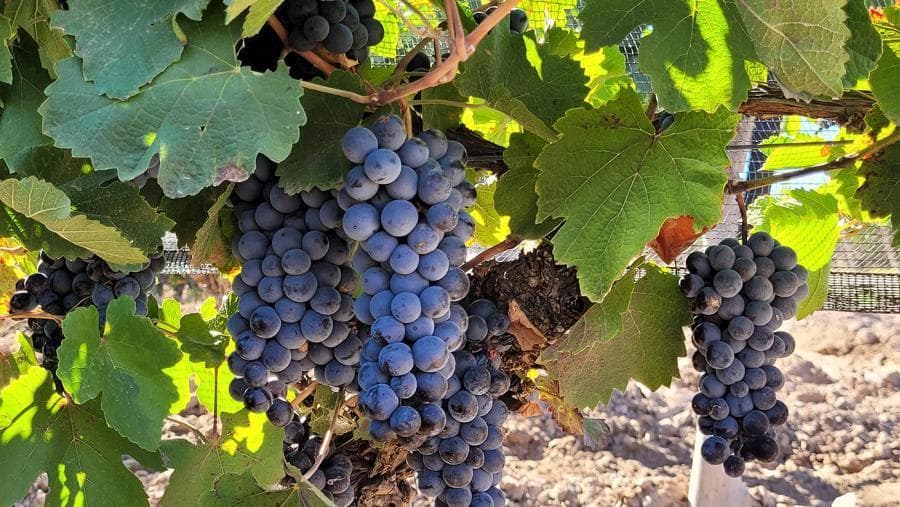 El sector vitivinícola reclamó no pagar las retenciones introducidas en la Ley ómnibus