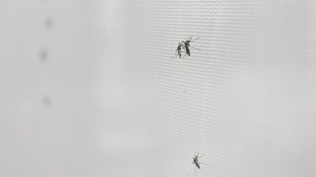 Ascienden a 16 los contagios de dengue registrados en Tucumán