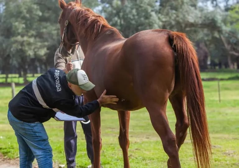 Encefalitis equina: síntomas y cómo detectar rápido la enfermedad mortal en caballos que afecta a humanos