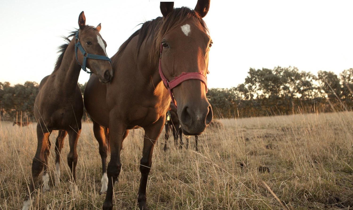 Establecen vacunación obligatoria contra encefalomielitis equina en el país