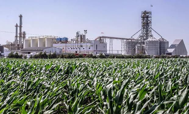 Aprueban comercialización de otras dos cepas de levadura transgénica para la producción de bioetanol