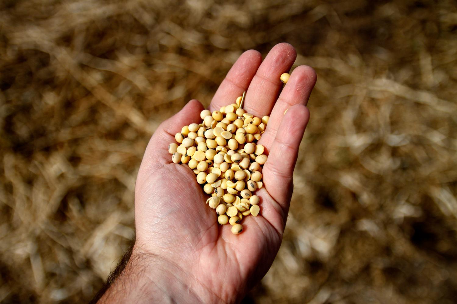 Habrá mayor control sobre productores que hagan uso propio de las semillas