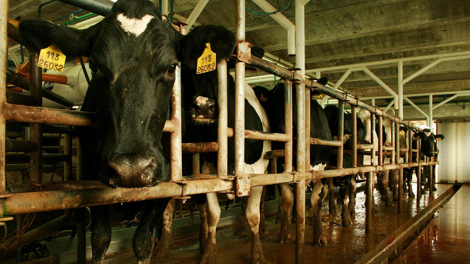 Qué tener en cuenta para el estrés térmico en animales de tambo
