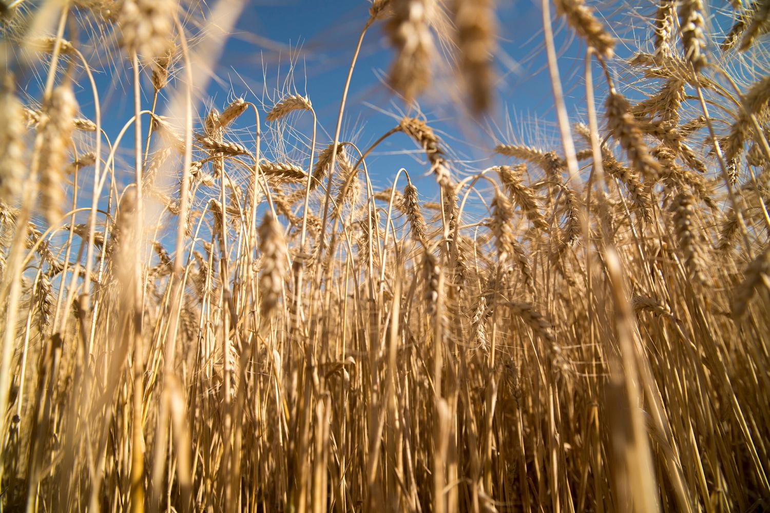 Un paso clave: Argentina exportará por primera vez trigo a China