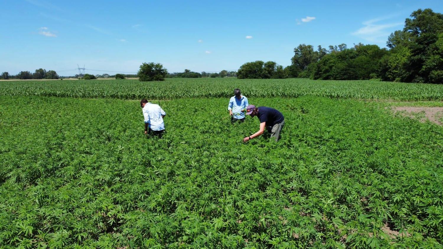 Uruguay y Argentina, nuevamente unidos por la trazabilidad en cultivo de cáñamo