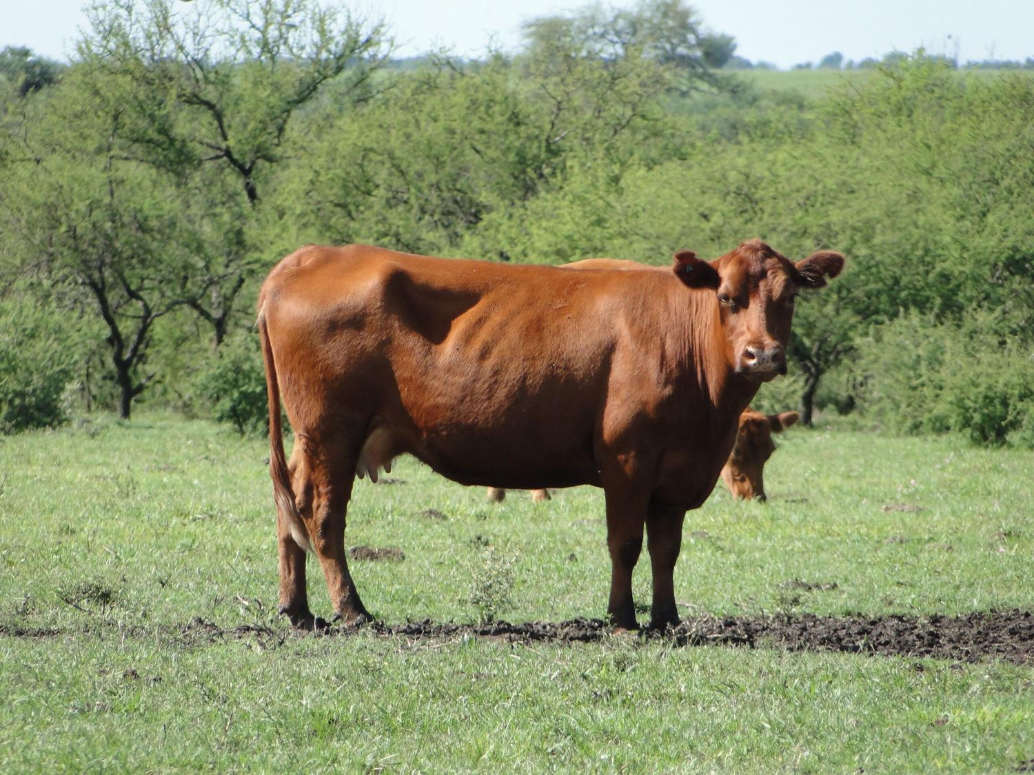 Publican la primera declaración ambiental de un bovino en pie