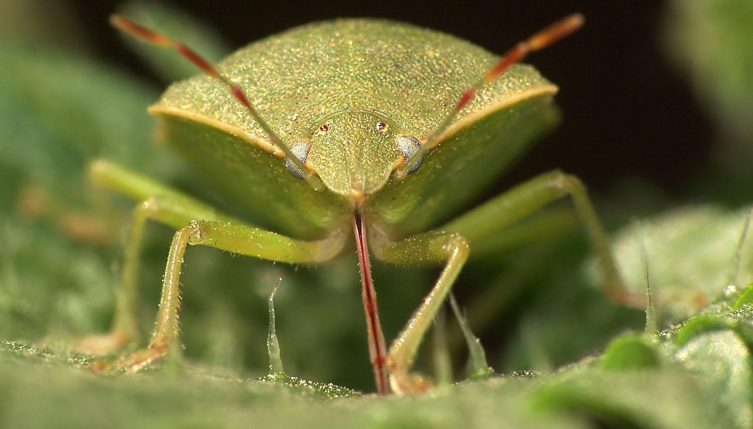 La chicharrita del maíz se expande y ya no es una amenaza solo en el norte